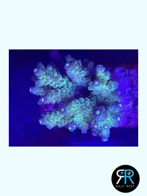 categoria-Acropora Tenuis