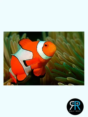 categoria-Amphiprion ocellaris