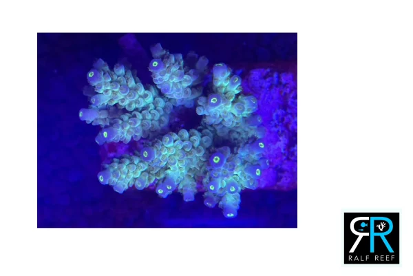 prodotto-singolo-shop-Acropora Tenuis