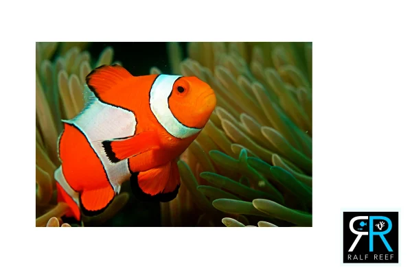 prodotto-singolo-shop-Amphiprion ocellaris