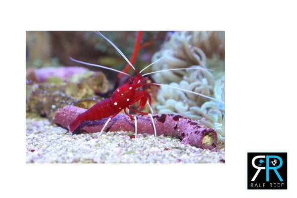 Lysmata Debelius – Gambero Pulitore per Acquario Marino - immagine 2