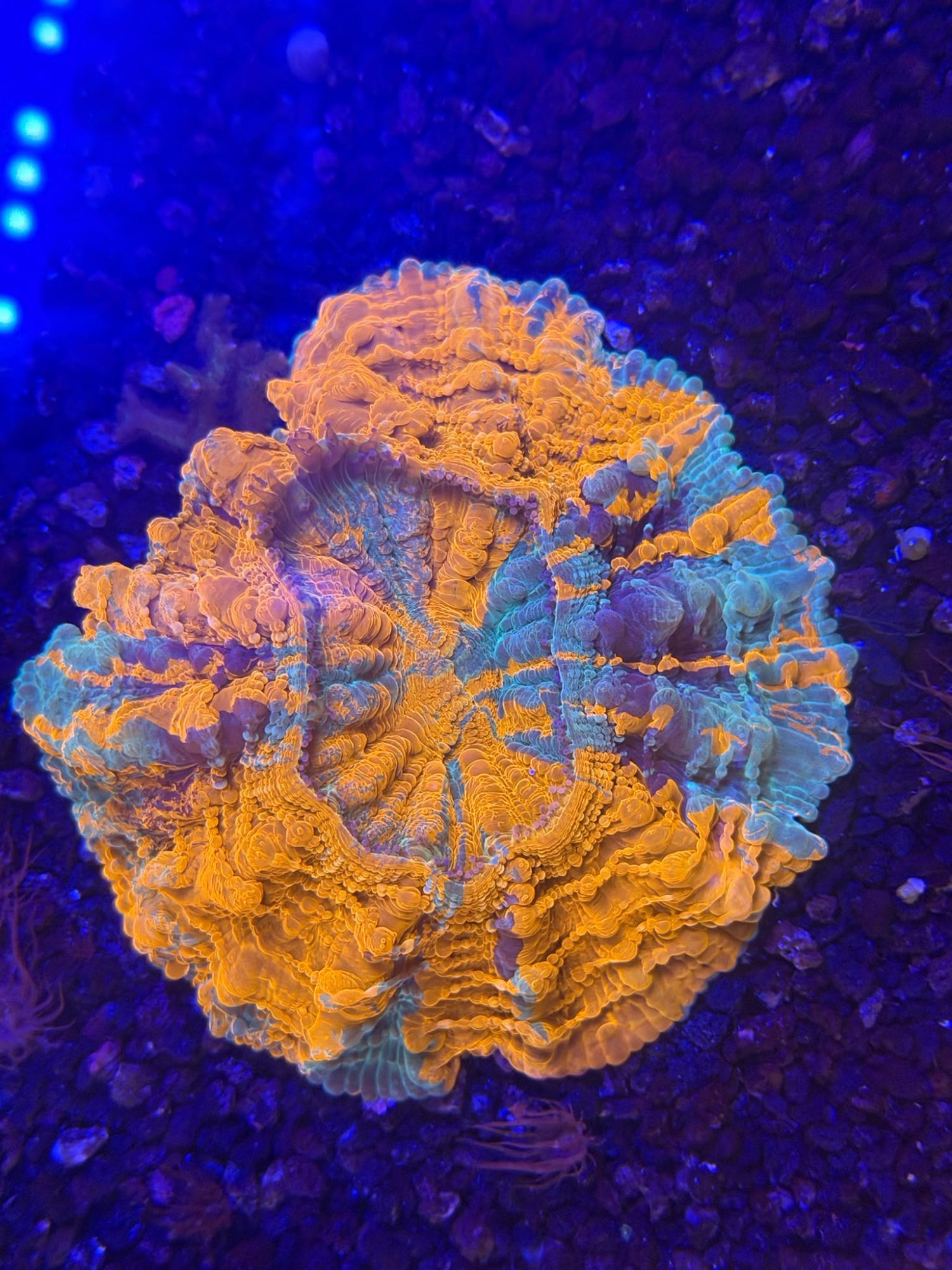 Acanthophyllia Multicolor #0001
