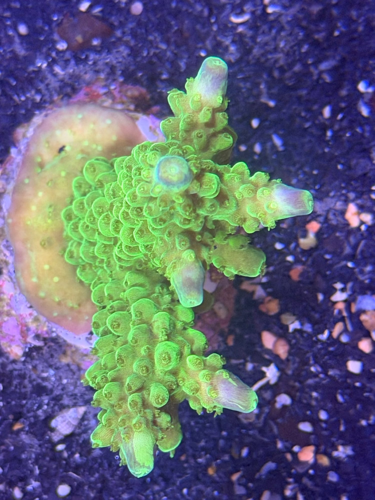 Acropora Frag #0021