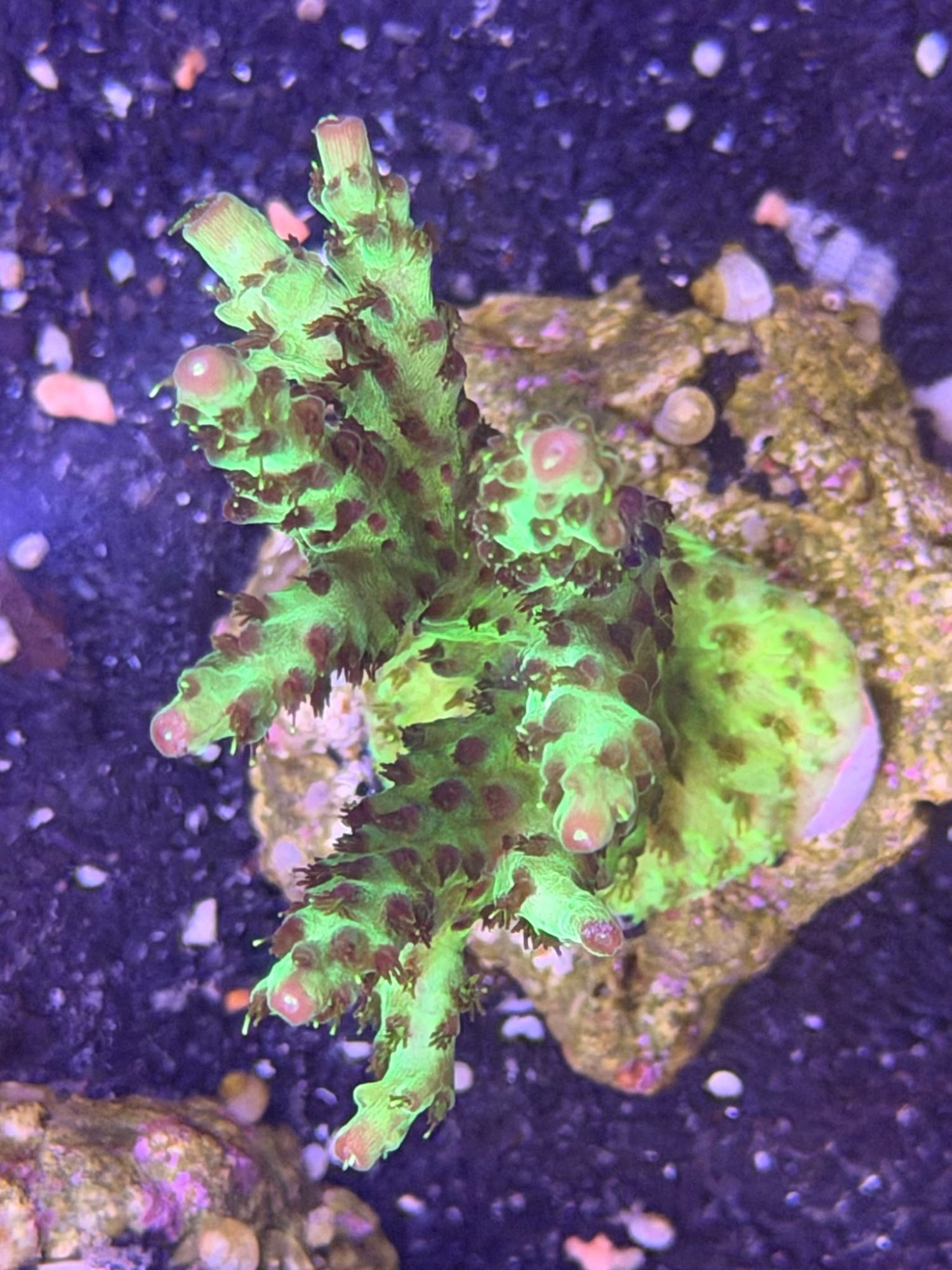 Acropora Frag #0028
