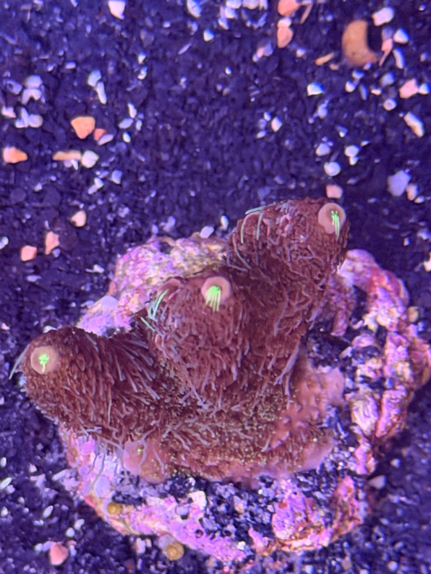 Acropora Frag #0023
