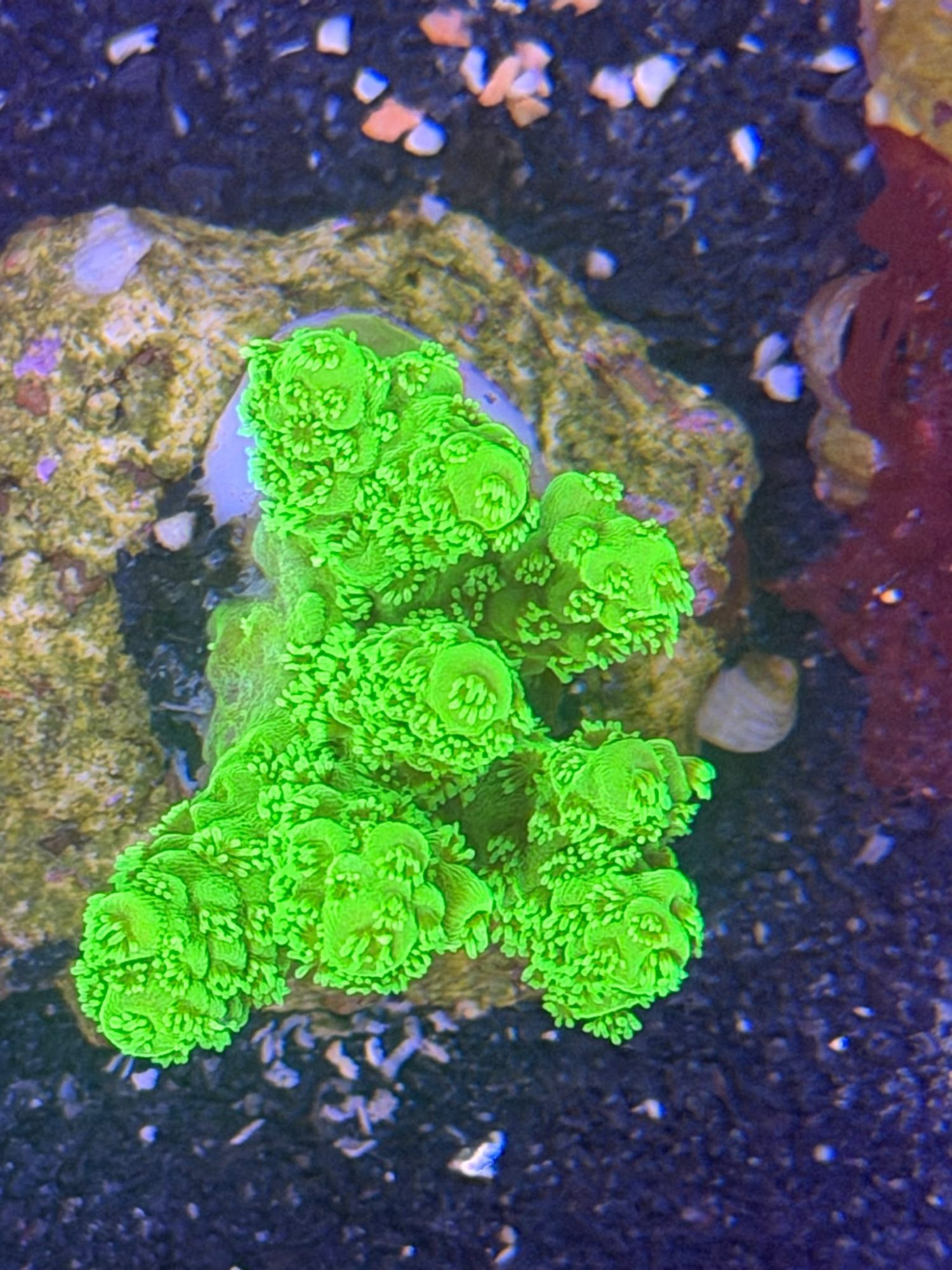 Acropora Frag #0026