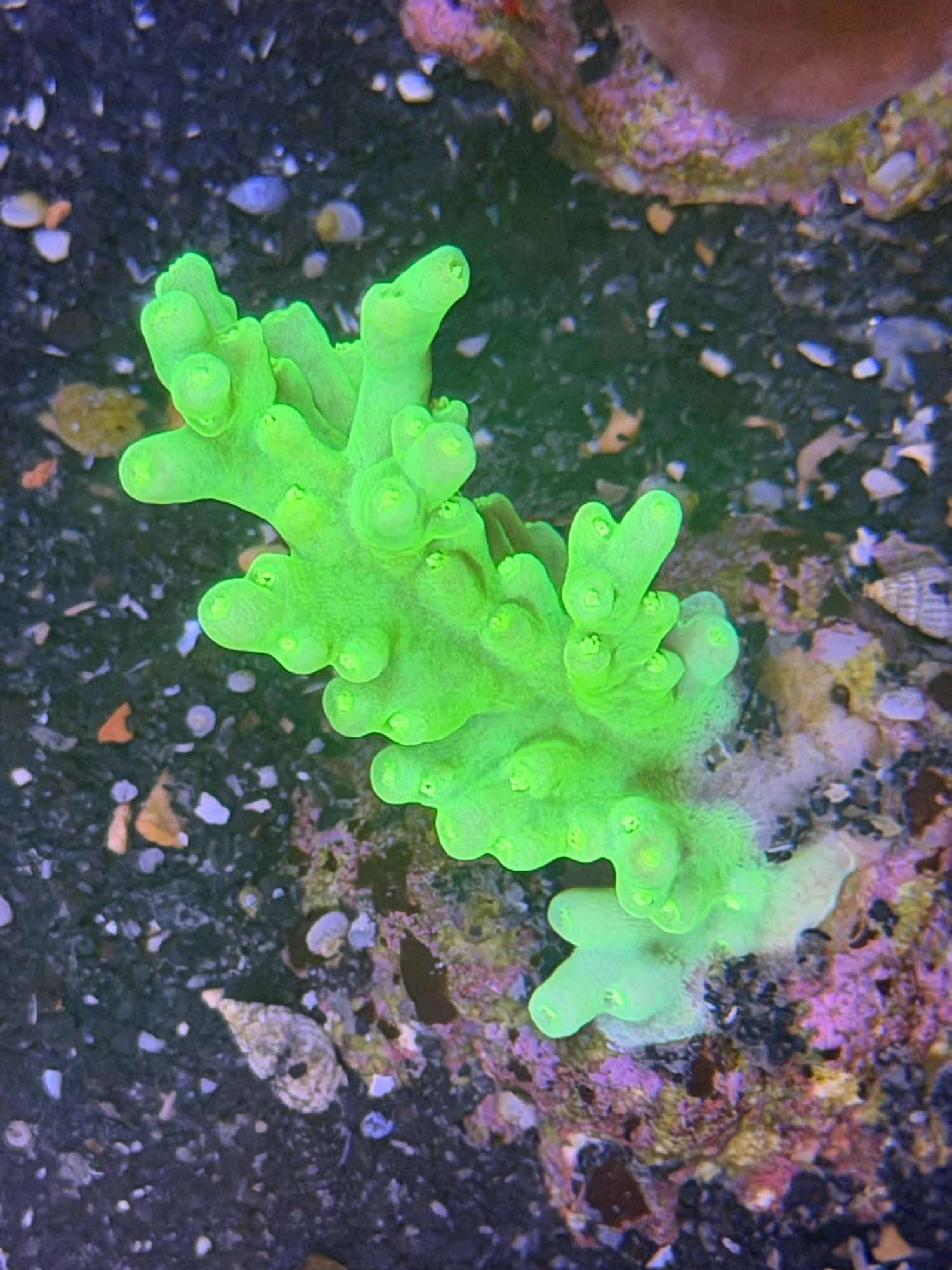 Acropora Frag #0020