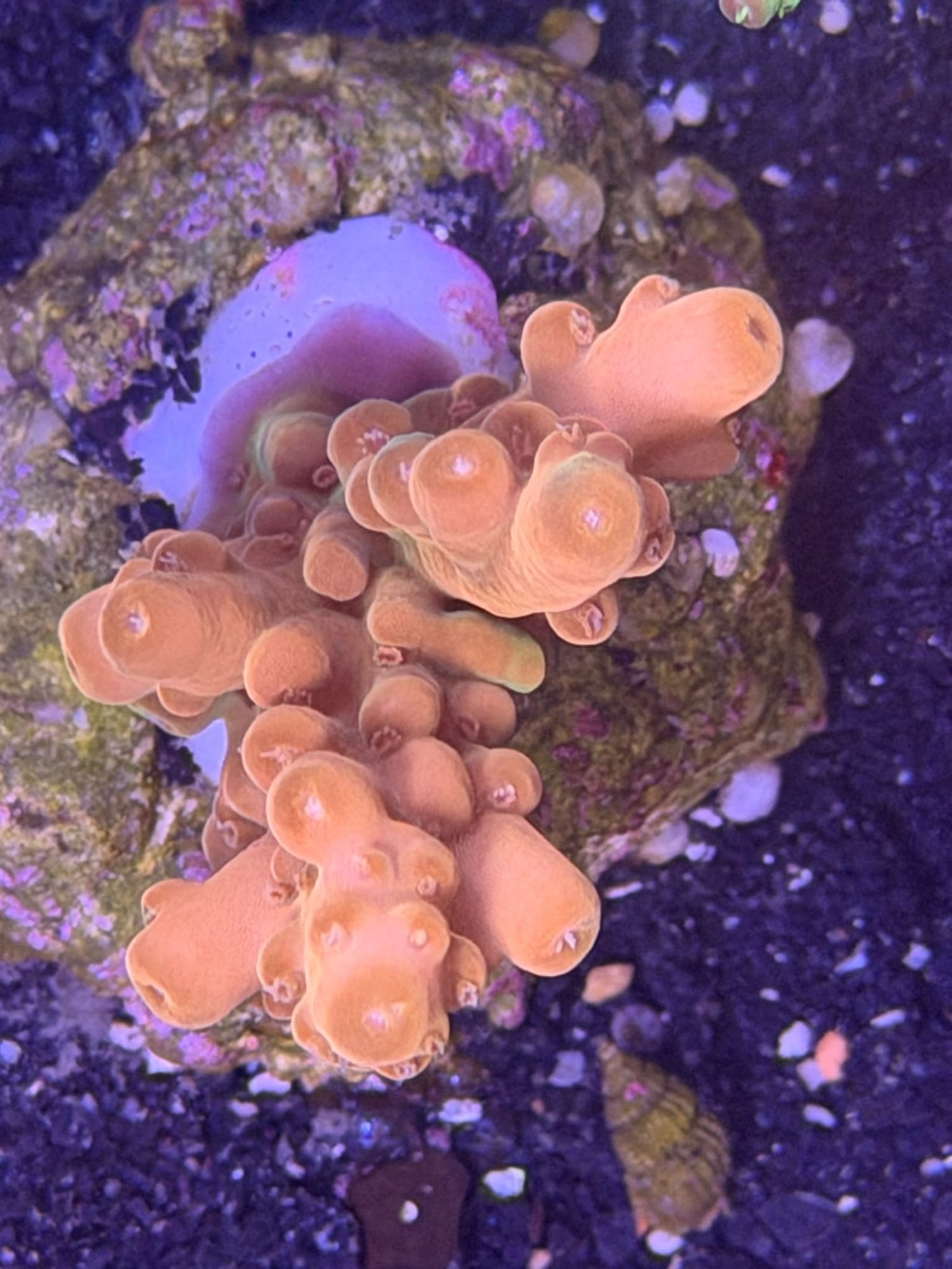 Acropora Frag #0027