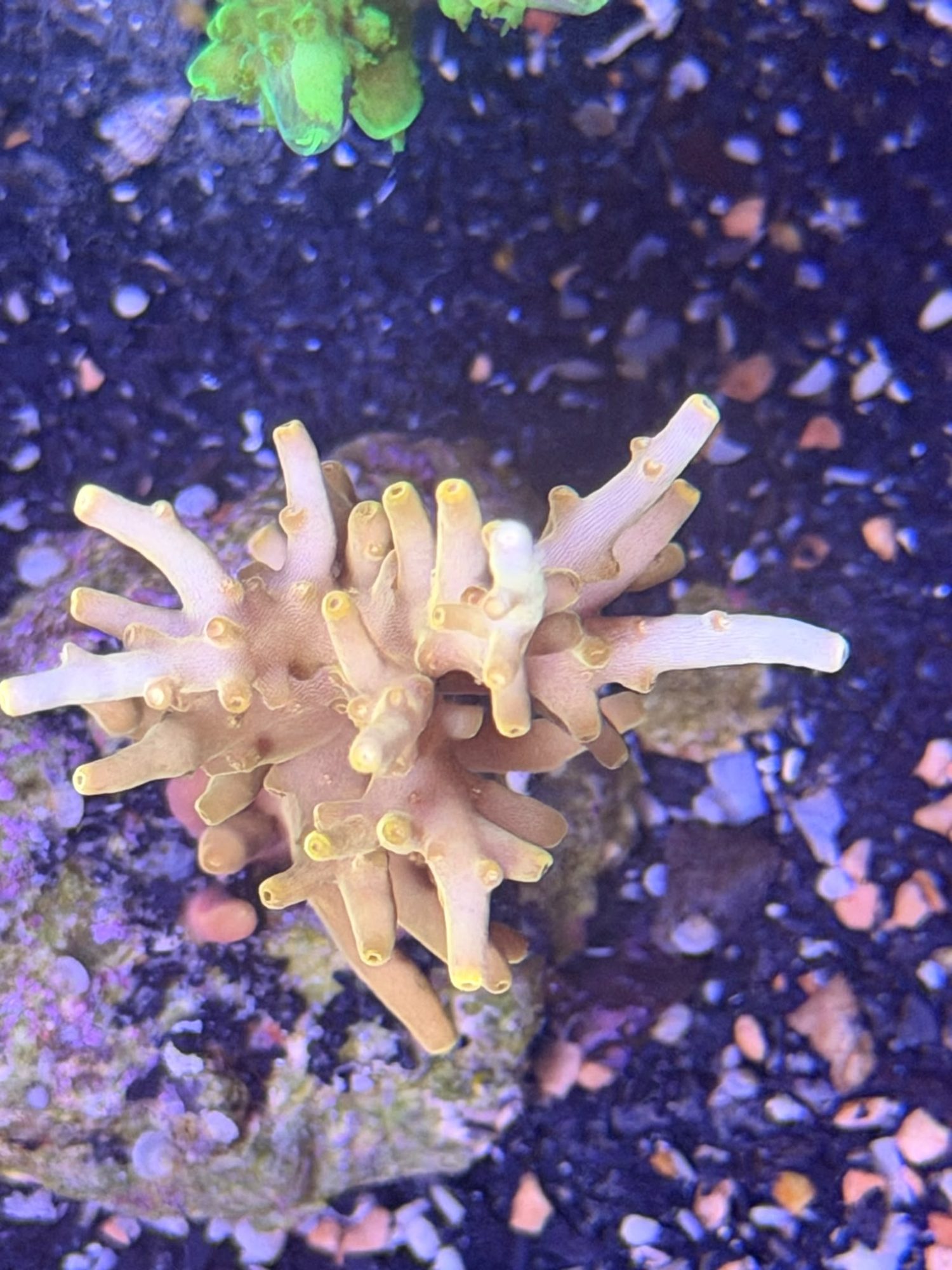 Acropora Frag #0029