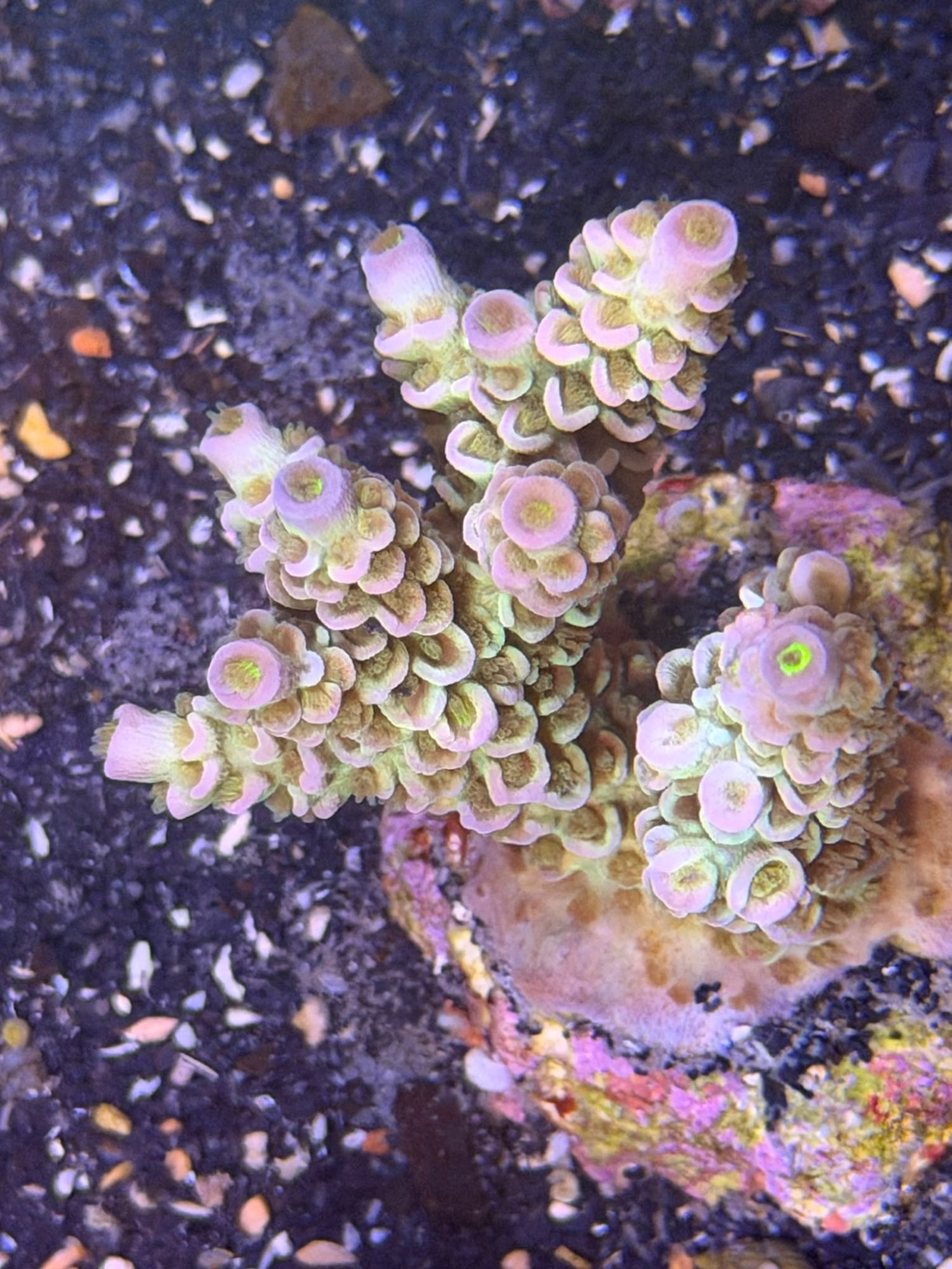 Acropora Frag #0019