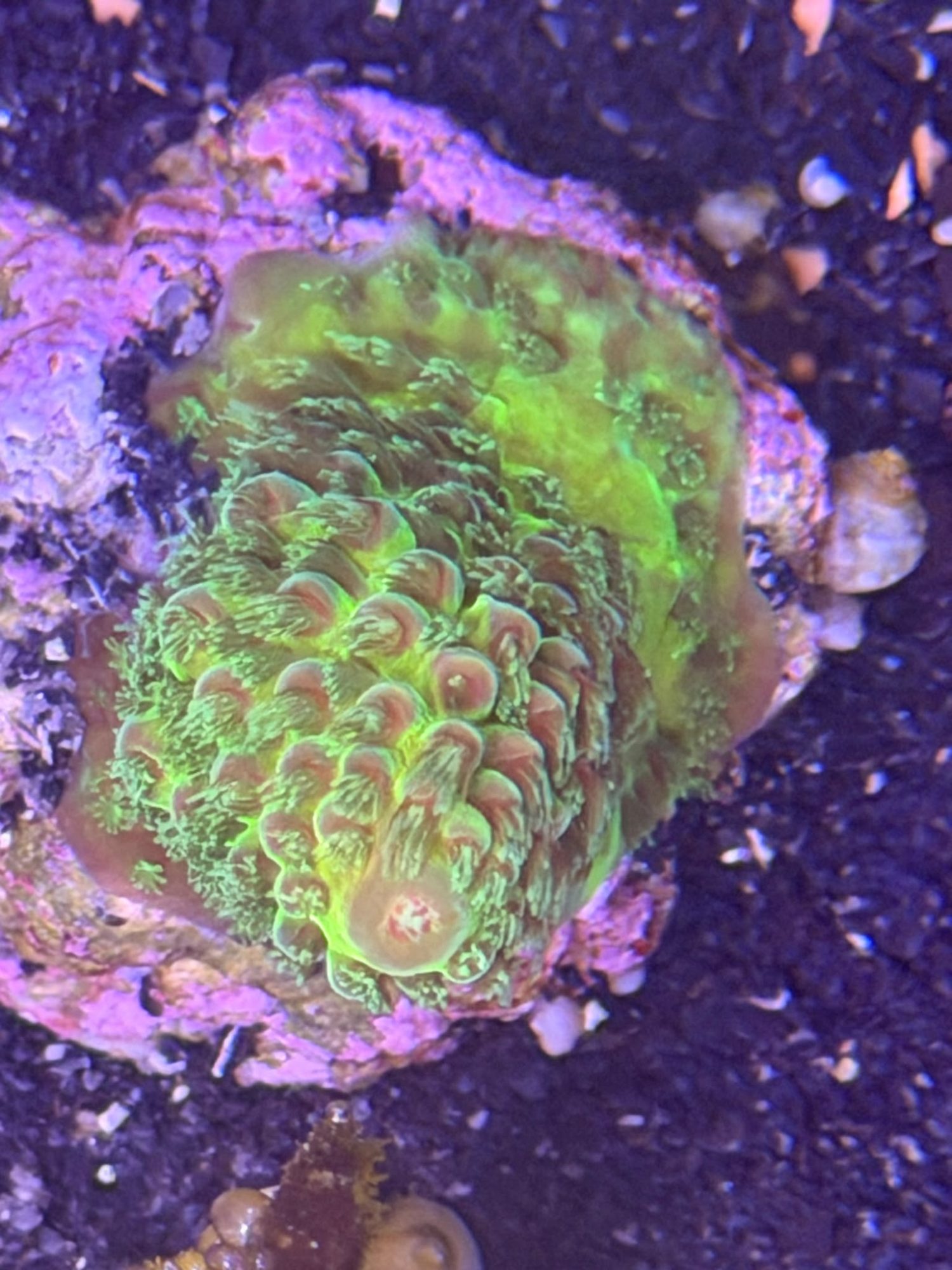 Acropora Frag #0025