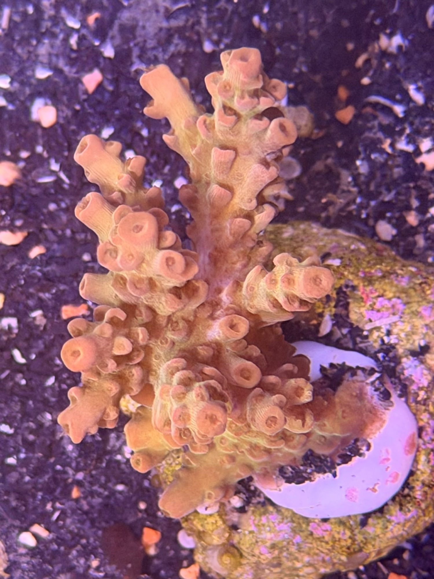 Acropora Frag #0018