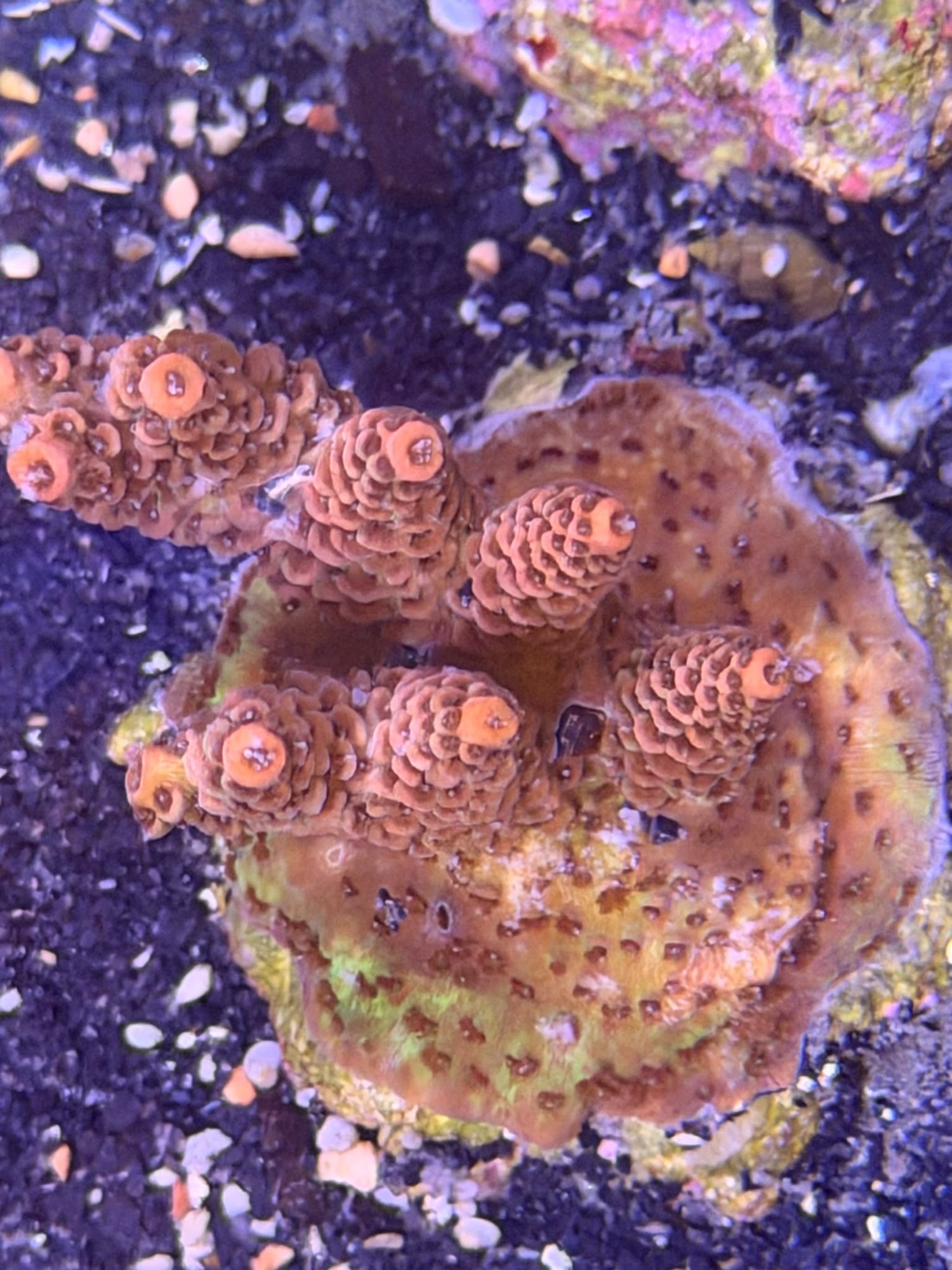 Acropora Frag #0024