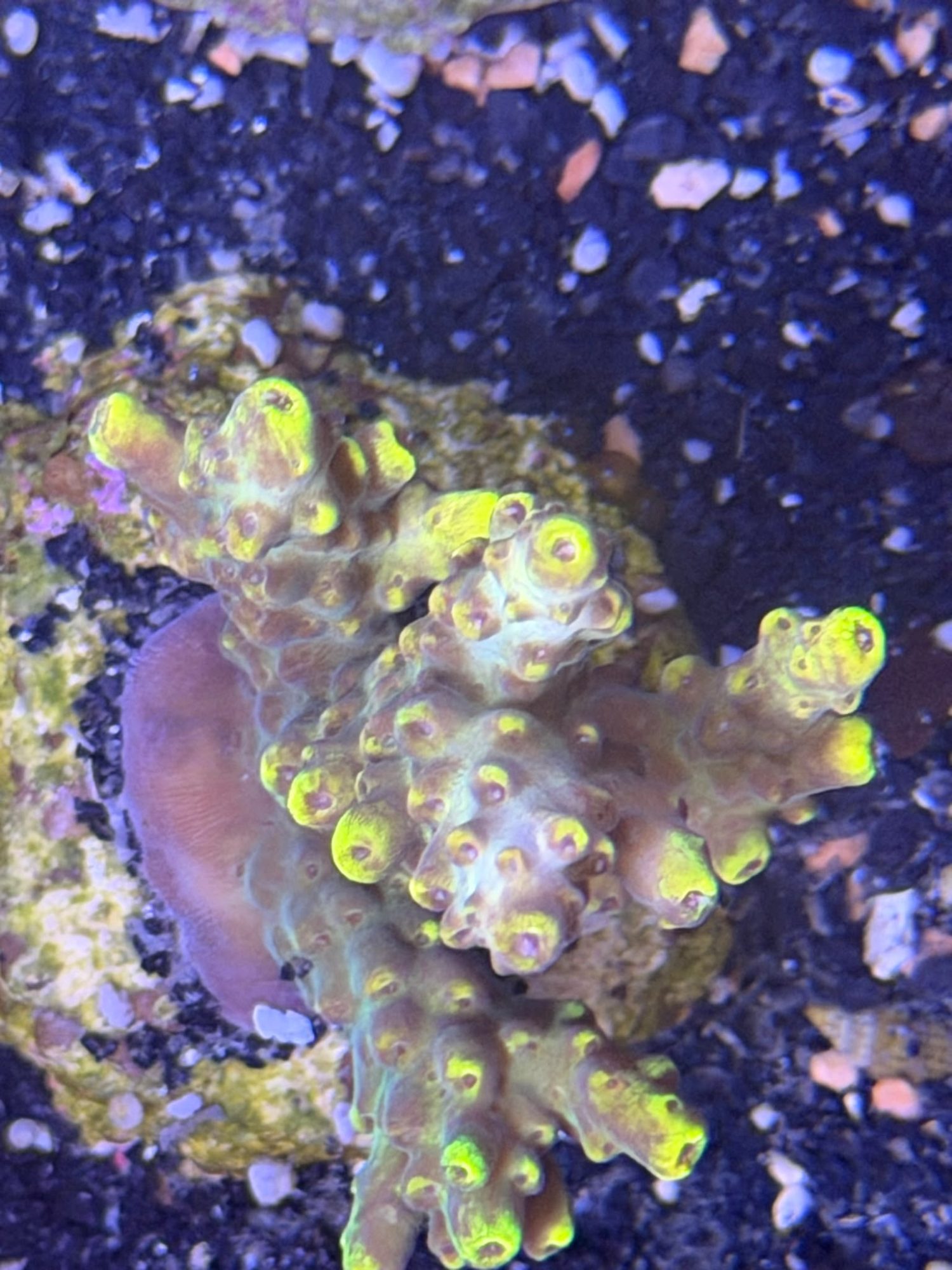 Acropora Frag #0022