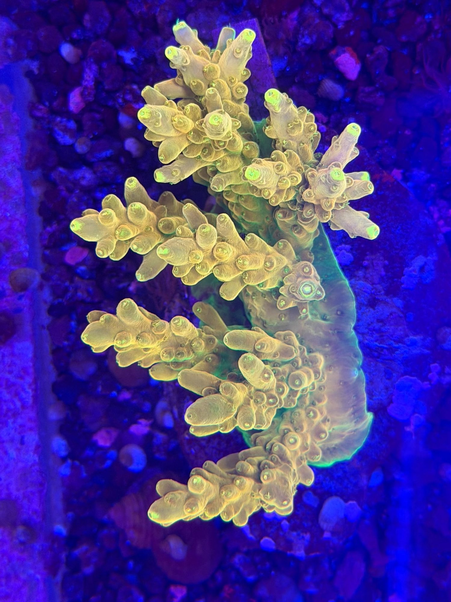 Acropora #0016