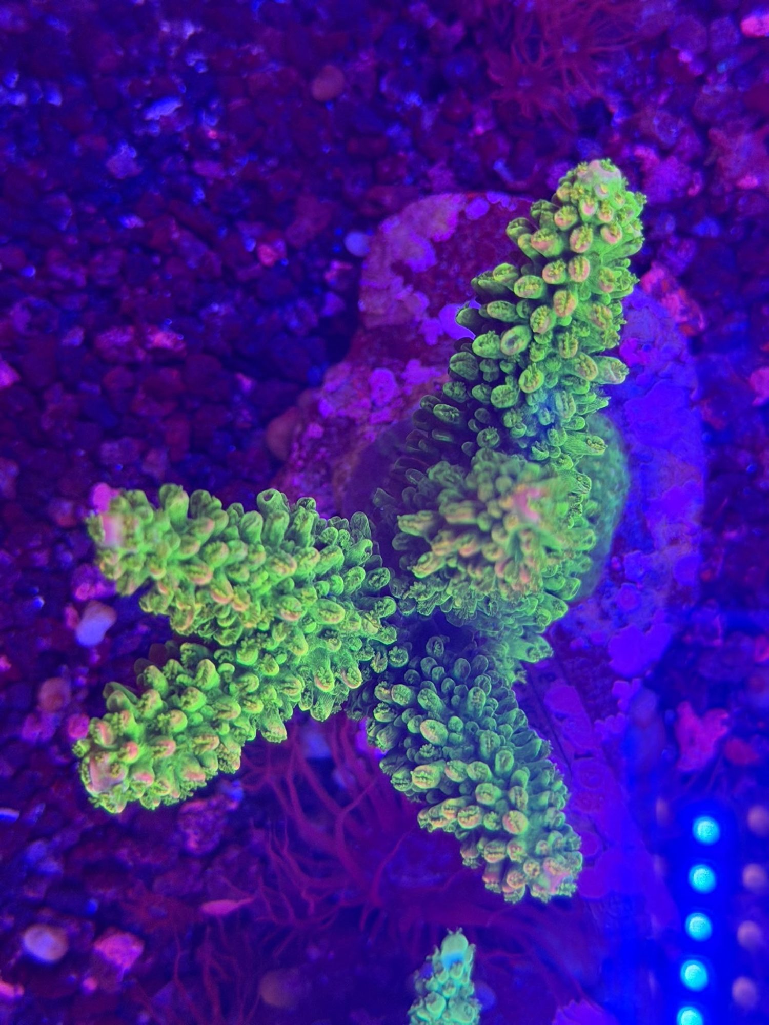 Acropora #0017