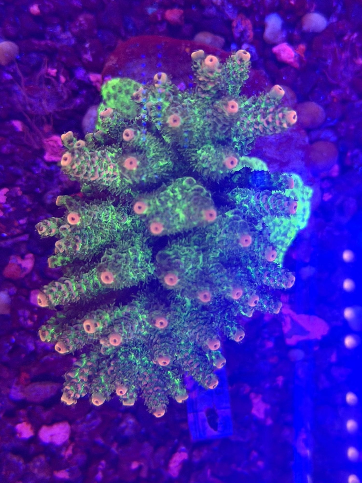 Acropora #0012