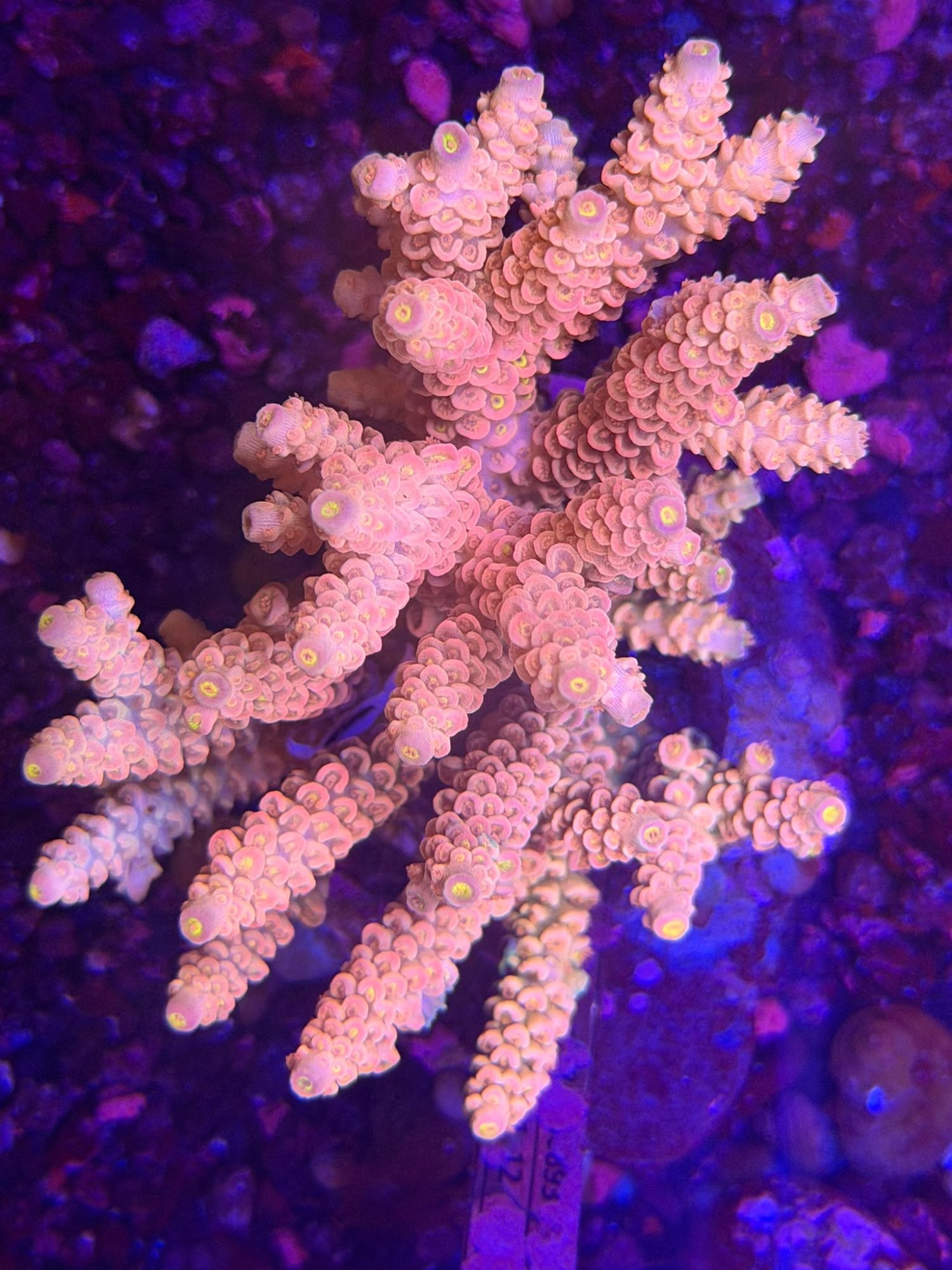 Acropora #0013