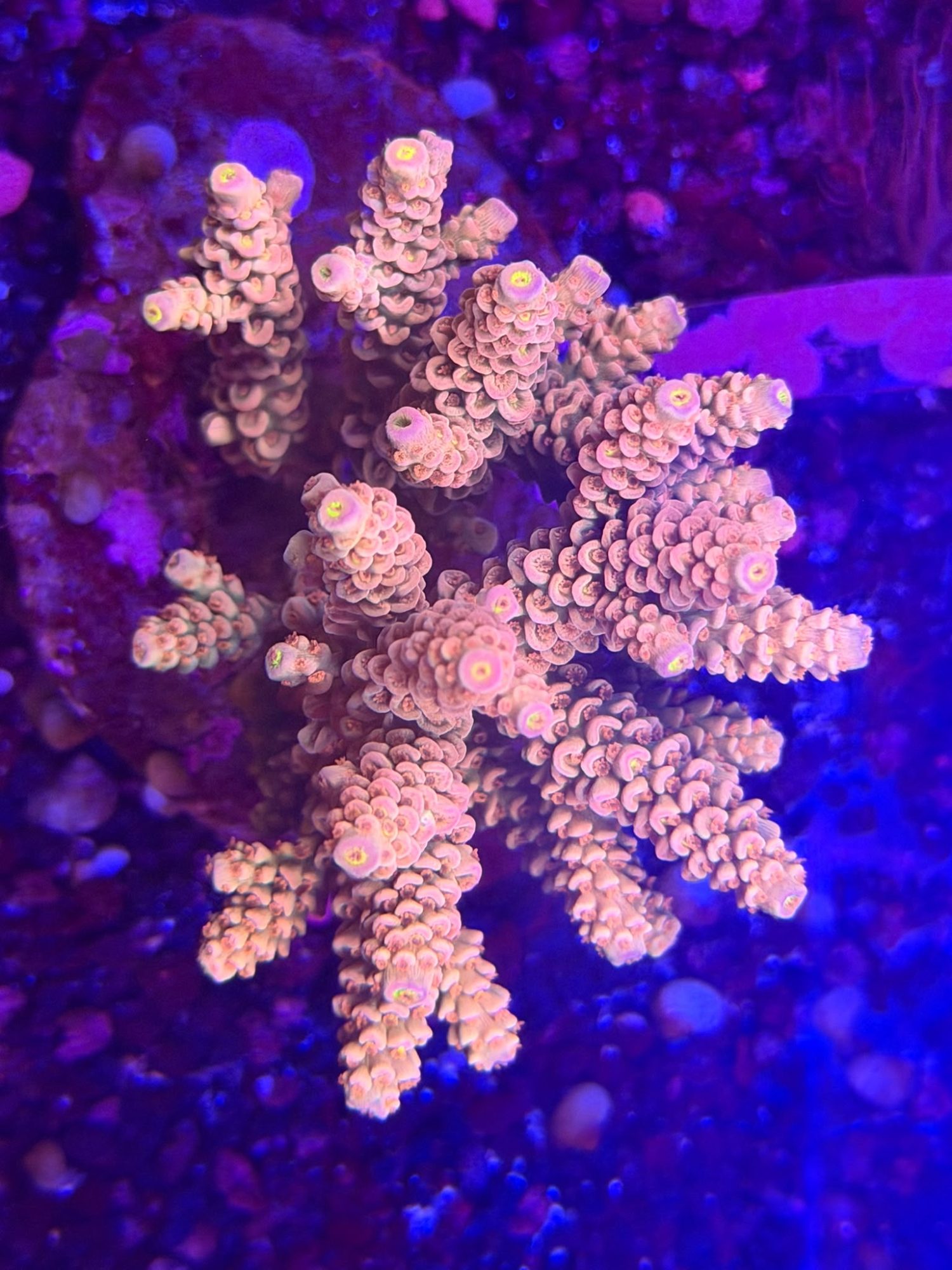 Acropora #0015