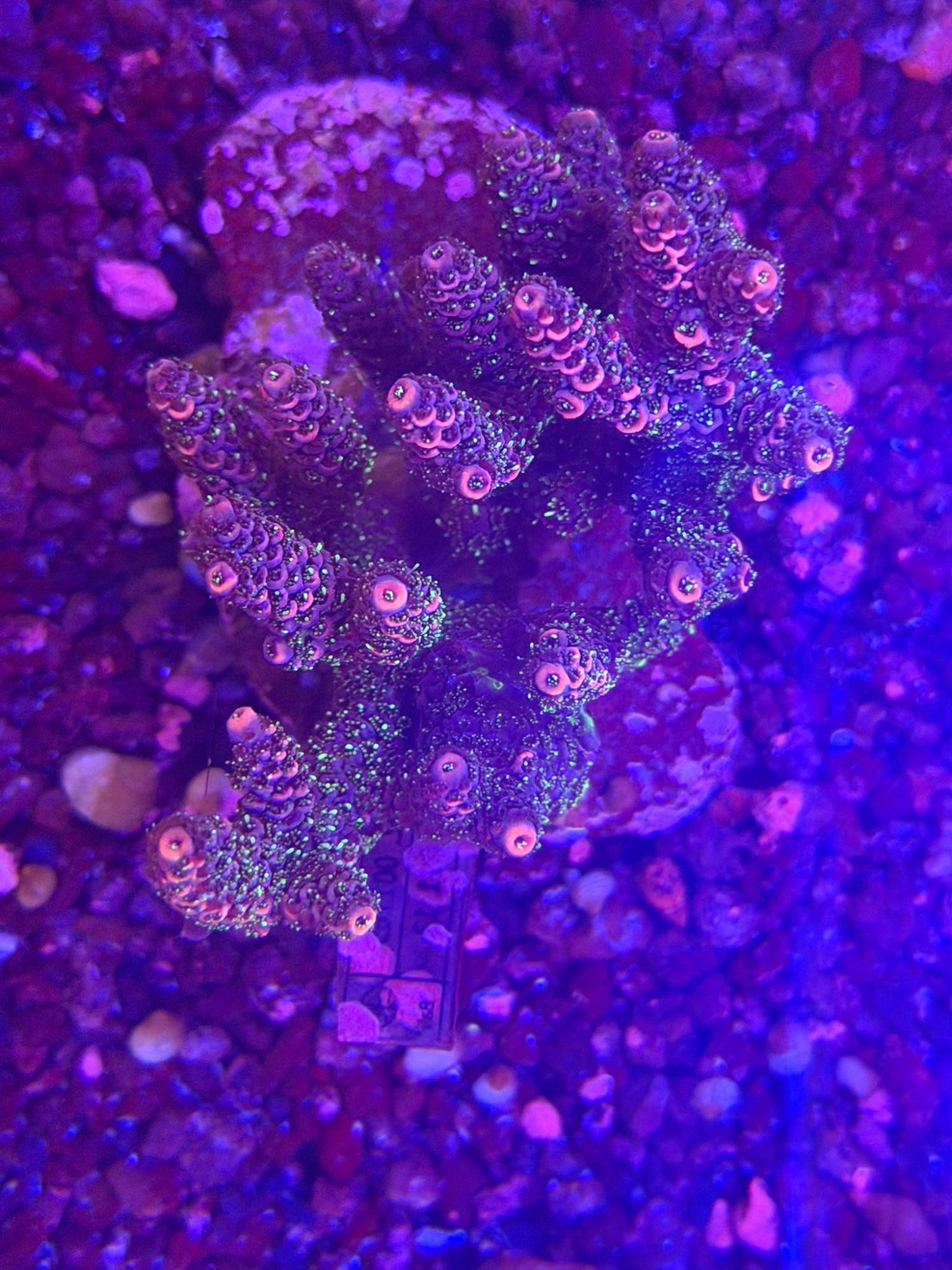 Acropora #0014