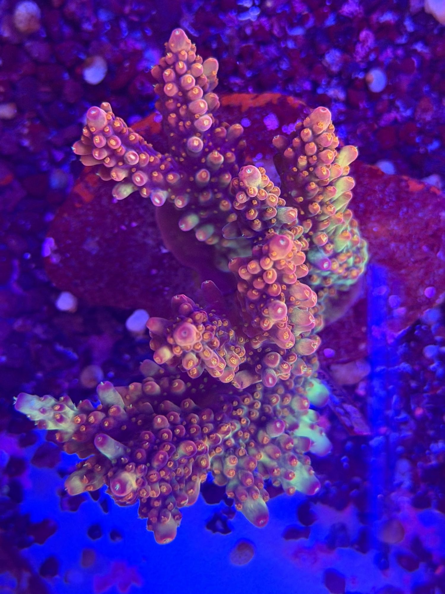 Acropora #0011