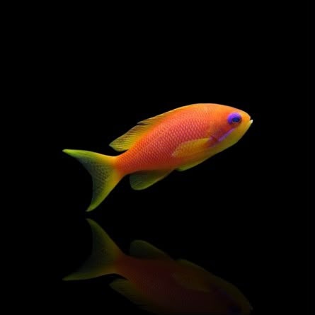 Anthias Squamipinnis