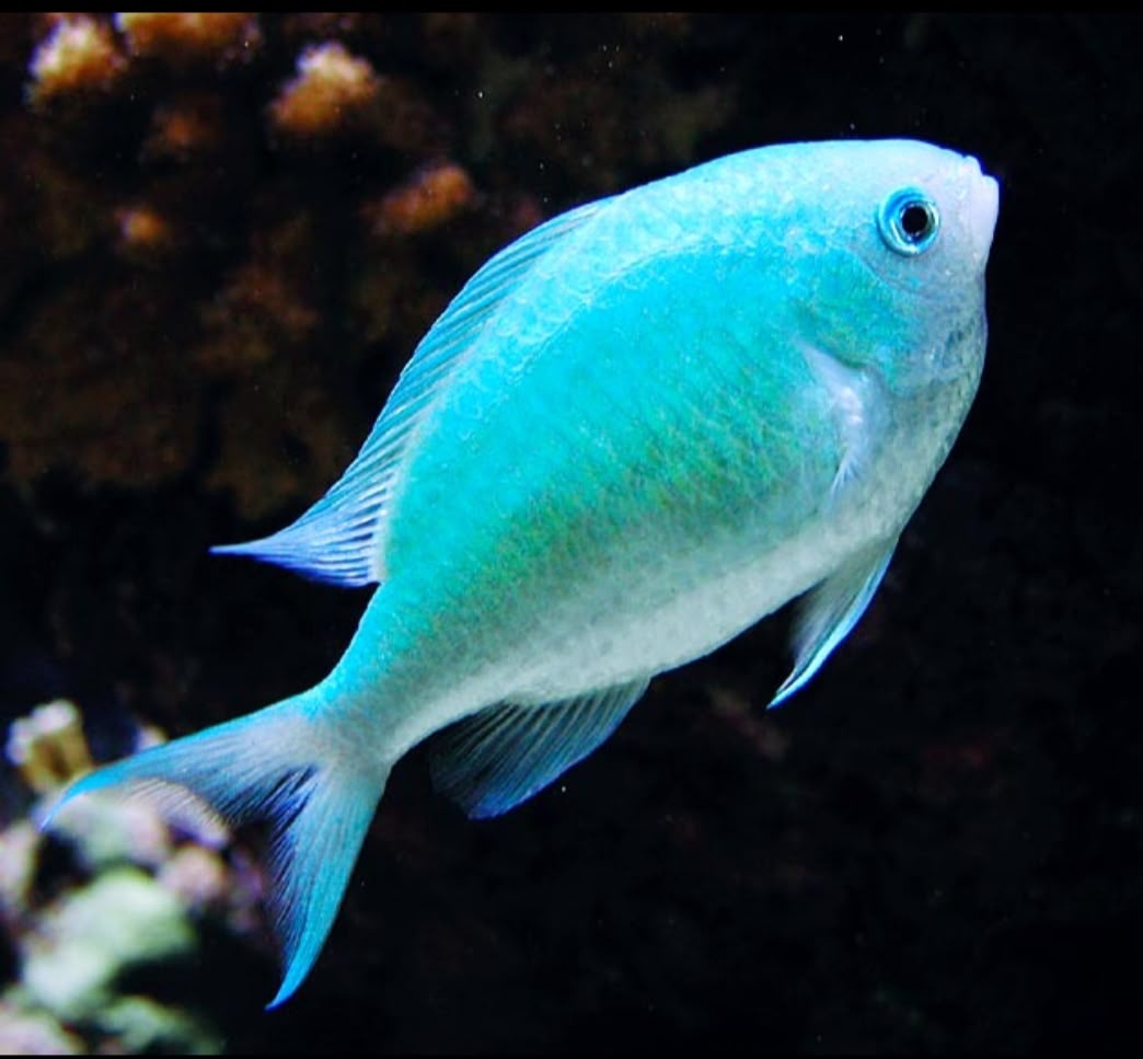 Chromis Viridis