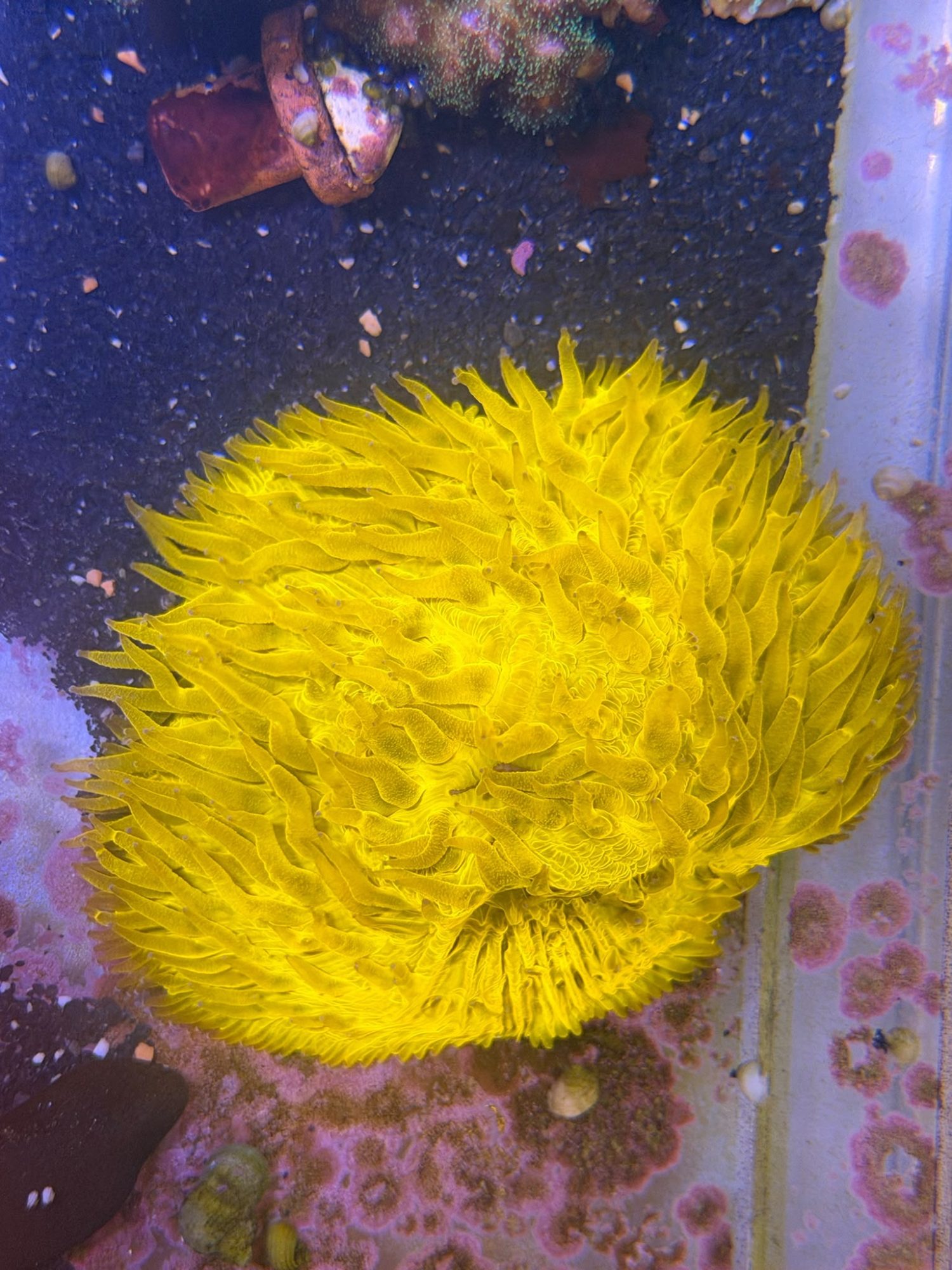 Fungia #0002