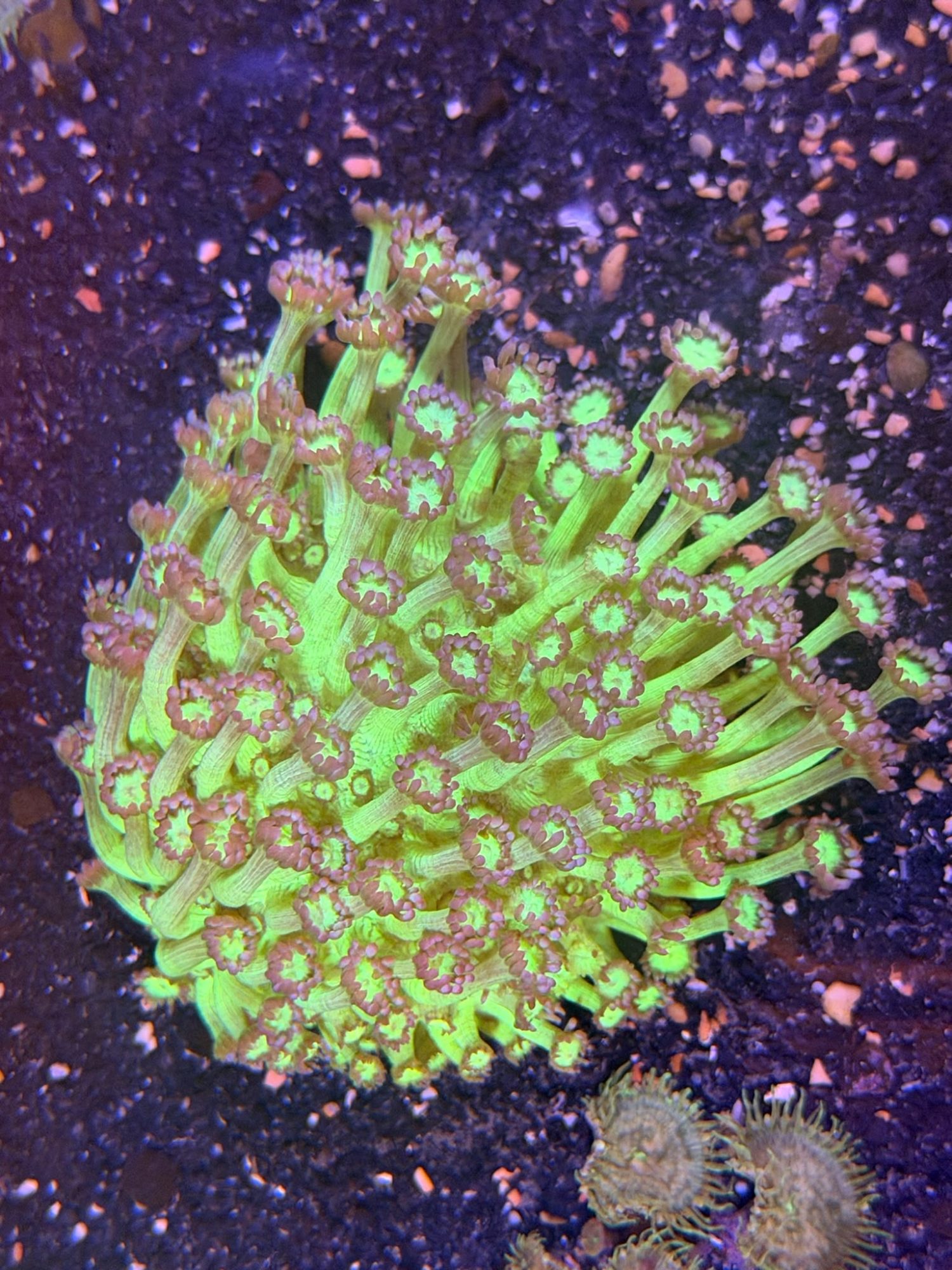 Goniopora #0004
