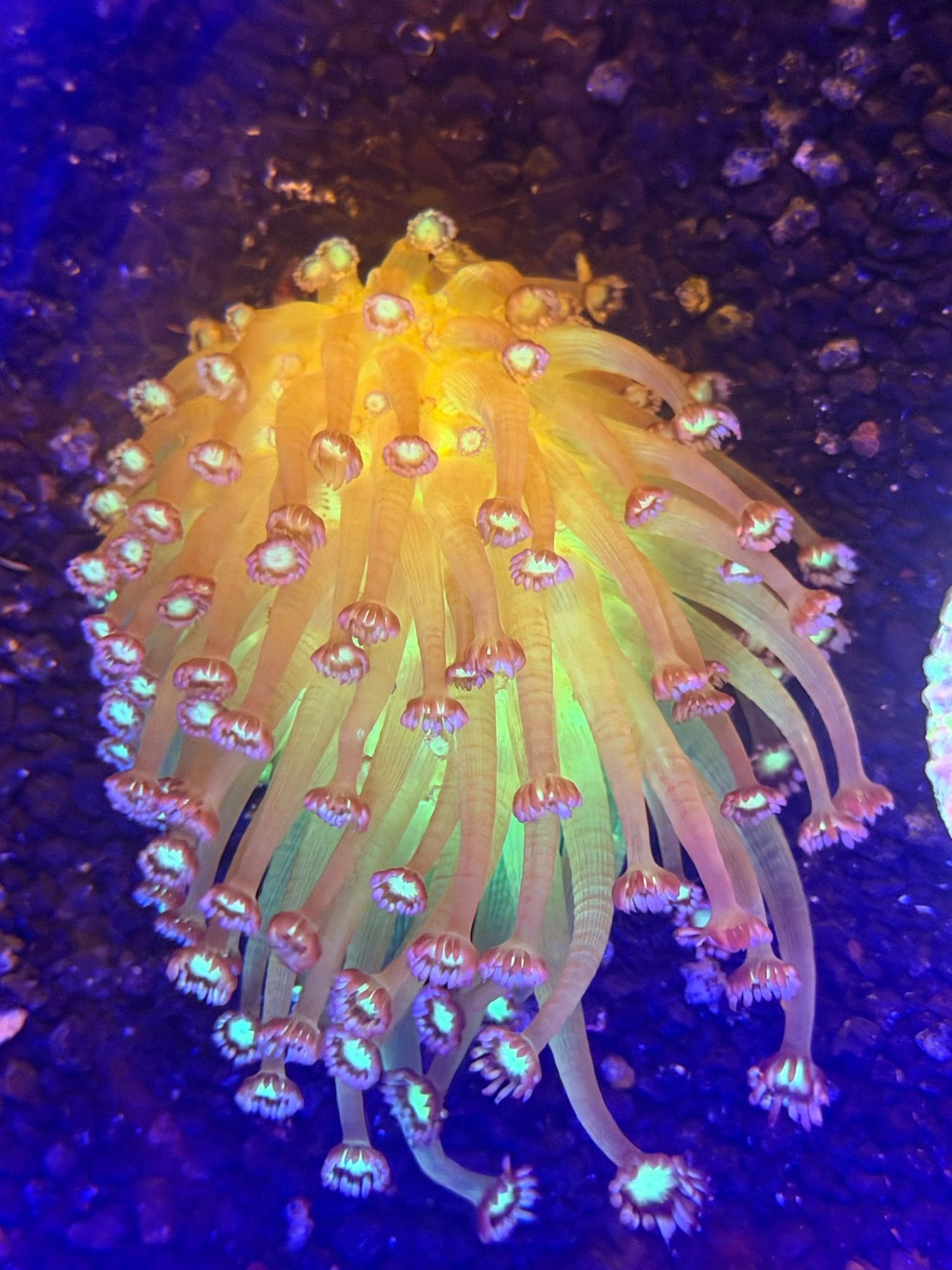 Goniopora #0003