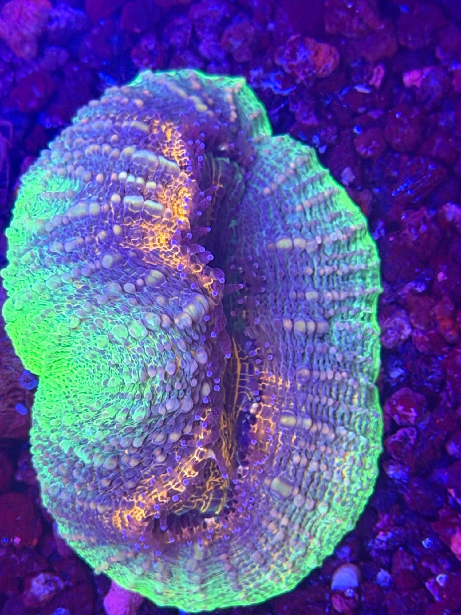 Lobophyllia #0005