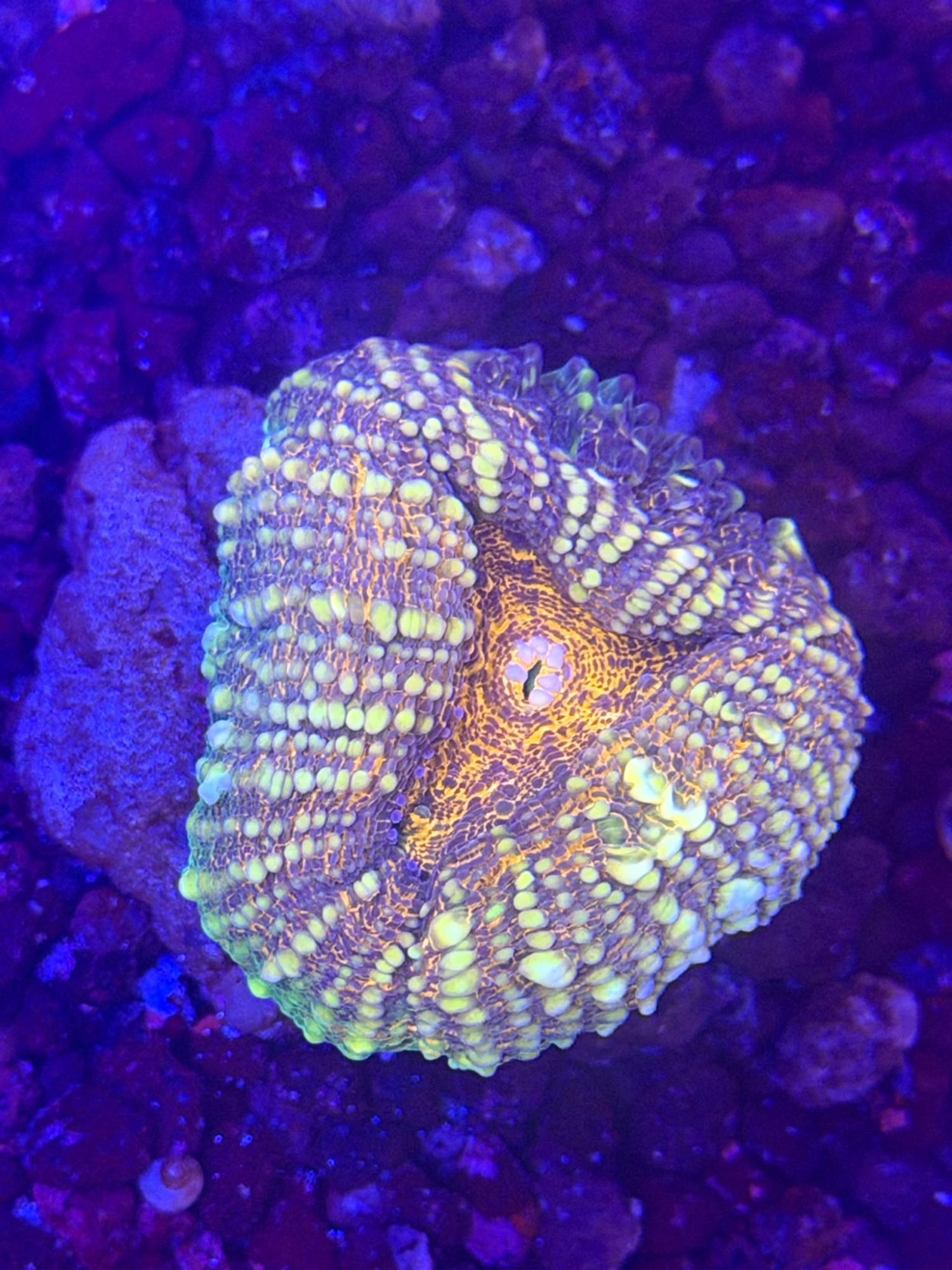 Lobophyllia #0006