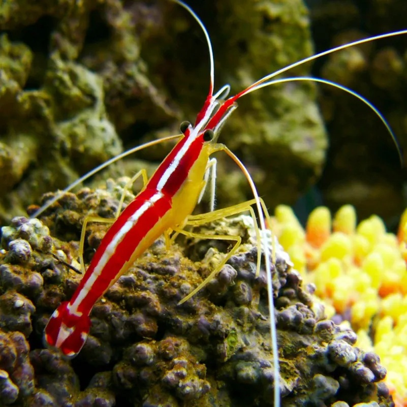 Lysmata Amboinensis