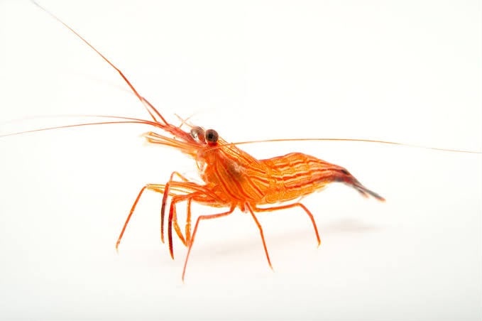Lysmata Wurdemanni