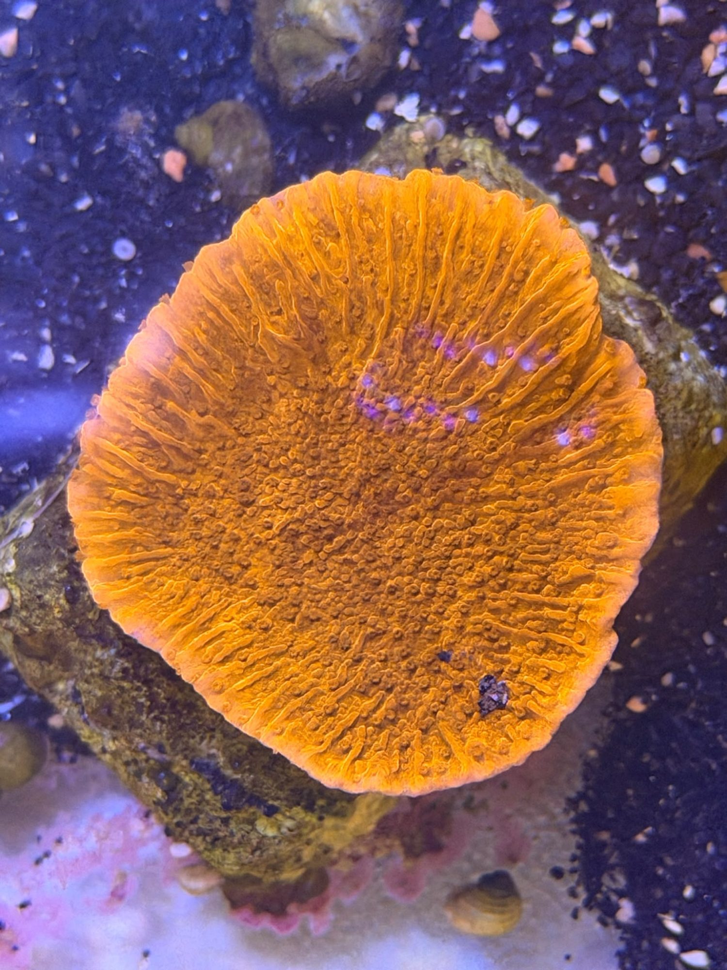 Montipora Foliosa #0030