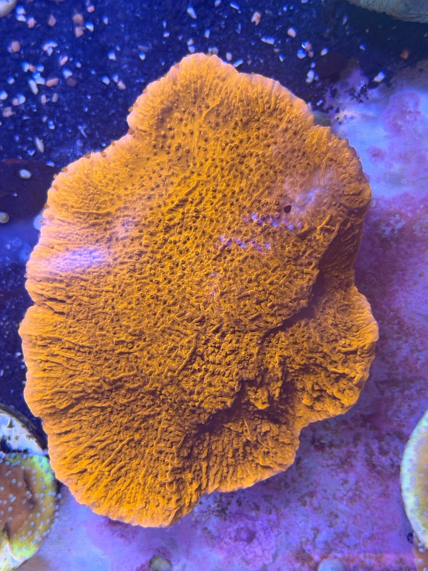 Montipora Foliosa #0031