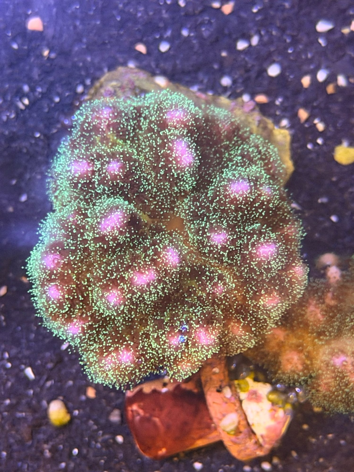 Pocillopora #0032