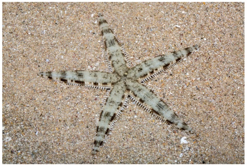 Stella Marina Archaster