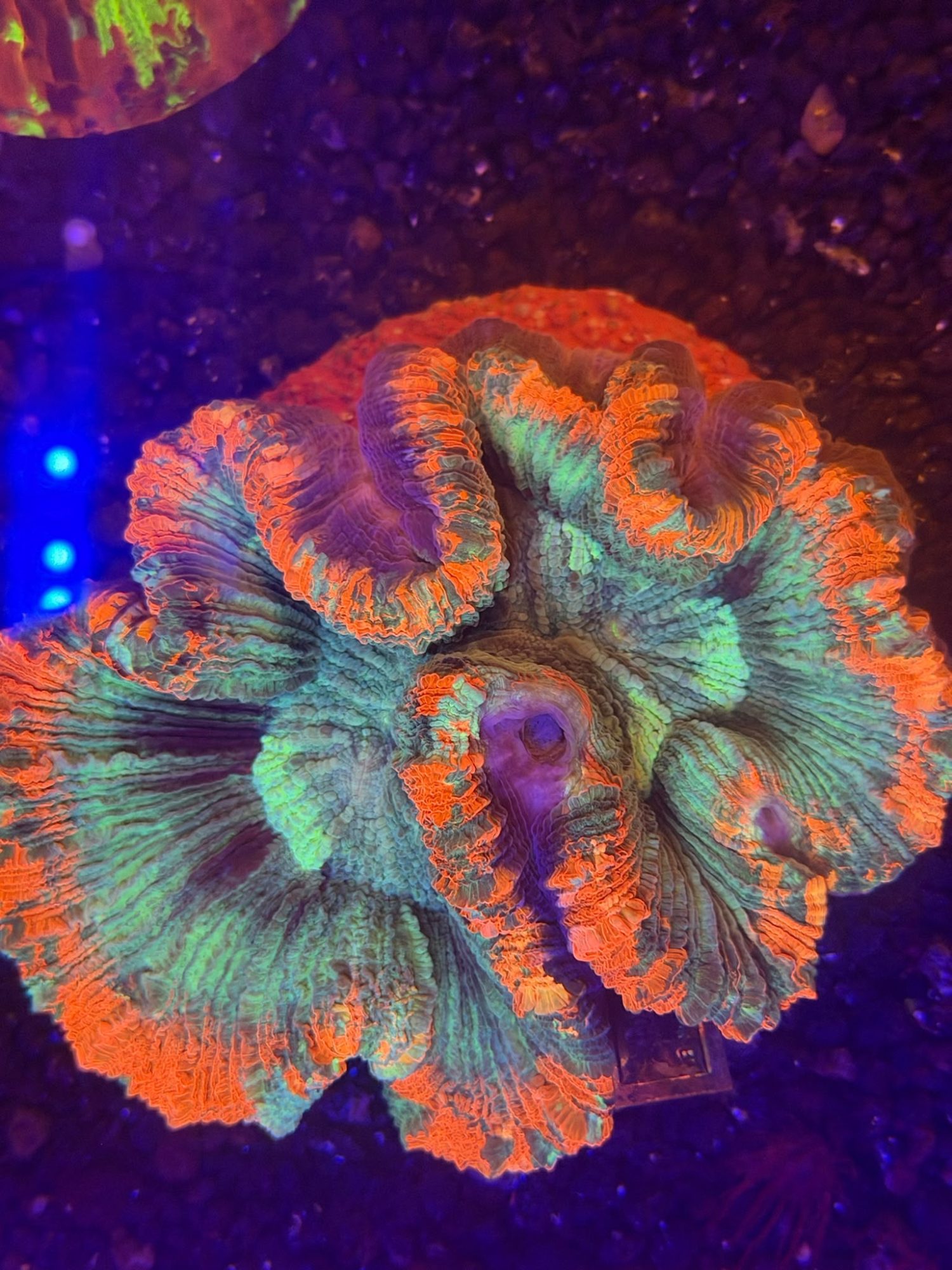 Trachyphyllia #0010