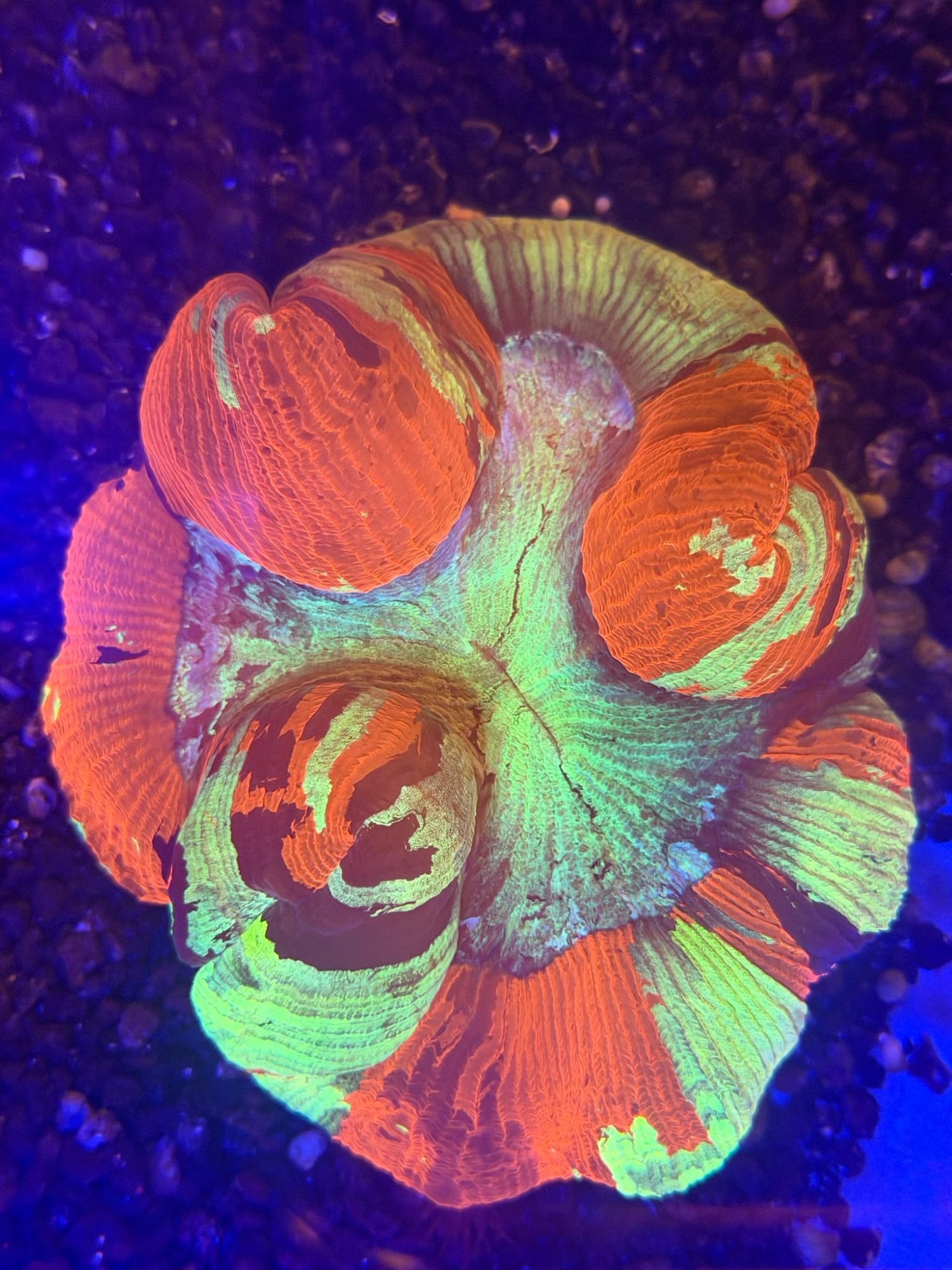 Trachyphyllia #0009