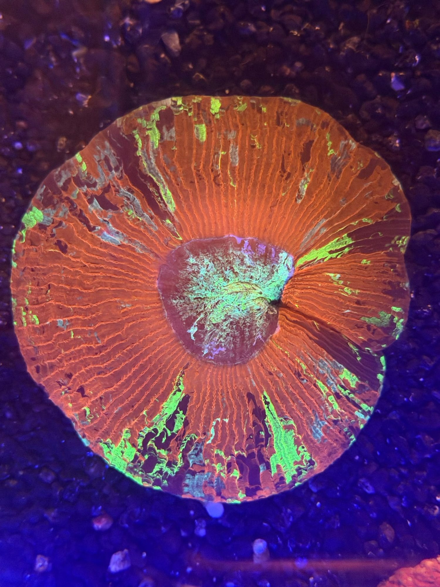 Trachyphyllia #0008